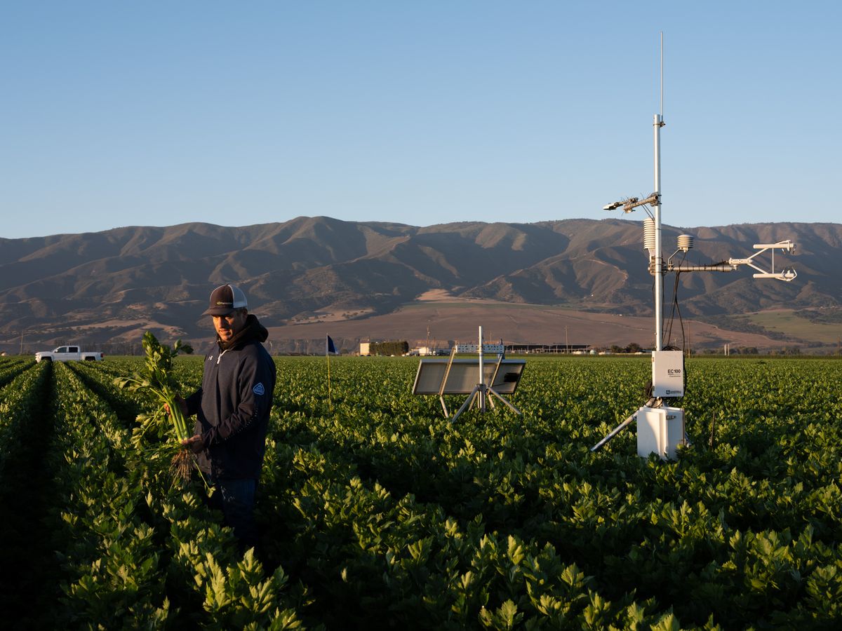 Station IoT agricole dans un champ cultivé